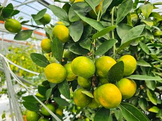 복희네농장(달콤향)님의 귤 · 일상 작성글 사진