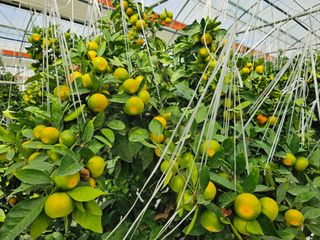 복희네농장(달콤향)님의 귤 · 일상 작성글 사진