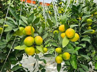 복희네농장(달콤향)님의 귤 · 일상 작성글 사진