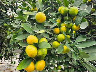 복희네농장(달콤향)님의 귤 · 일상 작성글 사진