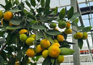 복희네농장(달콤향)님의 귤 · 일상 작성글 사진