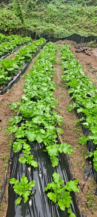 김상오.건달농사꾼님의 배추 · 영농일지 작성글 사진