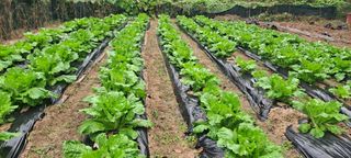 김상오.건달농사꾼님의 배추 · 영농일지 작성글 사진