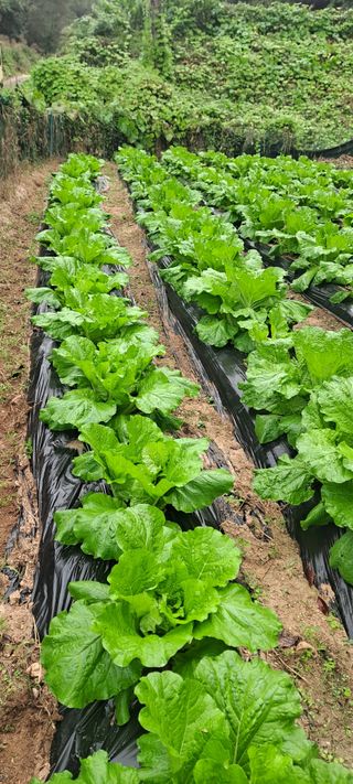 김상오.건달농사꾼님의 배추 · 영농일지 작성글 사진