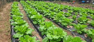 김상오.건달농사꾼님의 배추 · 영농일지 작성글 사진