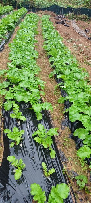 김상오.건달농사꾼님의 배추 · 영농일지 작성글 사진