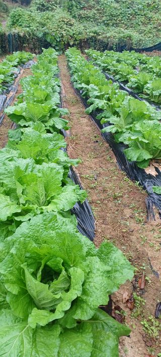 김상오.건달농사꾼님의 배추 · 영농일지 작성글 사진