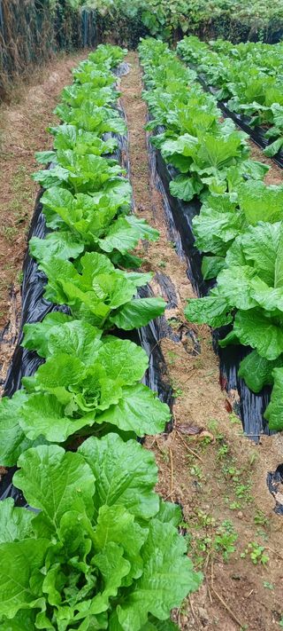 김상오.건달농사꾼님의 배추 · 영농일지 작성글 사진