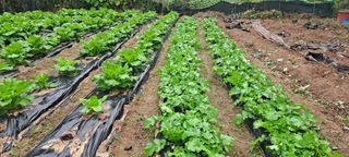 김상오.건달농사꾼님의 배추 · 영농일지 작성글 사진