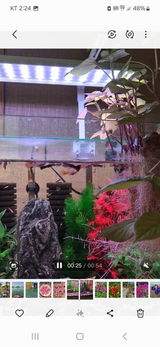 김정술님의 고구마 · 자유게시판 작성글 사진