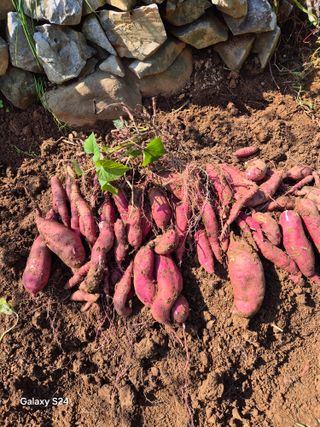 김정술님의 고구마 · 자유게시판 작성글 사진