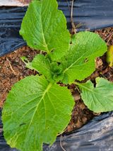 팜모닝 배추·병해충상담 게시글 이미지