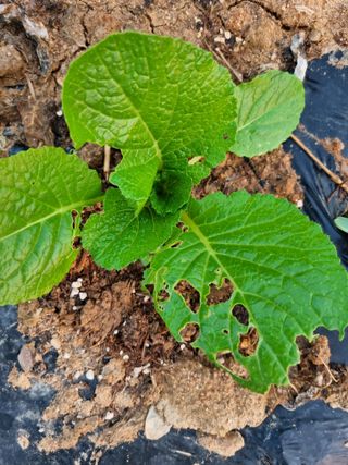 송채석님의 배추 · 병해충상담 작성글 사진