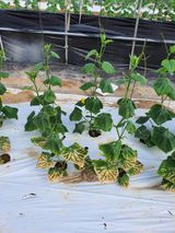 팜모닝 토마토·병해충상담 게시글 이미지