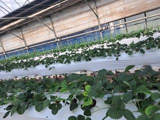 고양시딸기님의 [팜춘문예] 짧은 시 쓰기| 2024 · 참여글 작성글 사진