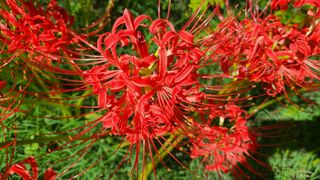 대파17939님의 [팜춘문예] 짧은 시 쓰기| 2024 · 참여글 작성글 사진