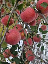 팜모닝 사과·영농일지 게시글 이미지