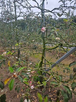 스마일님의 사과 · 영농일지 작성글 사진