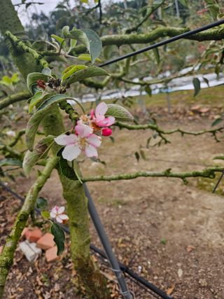 스마일님의 사과 · 영농일지 작성글 사진