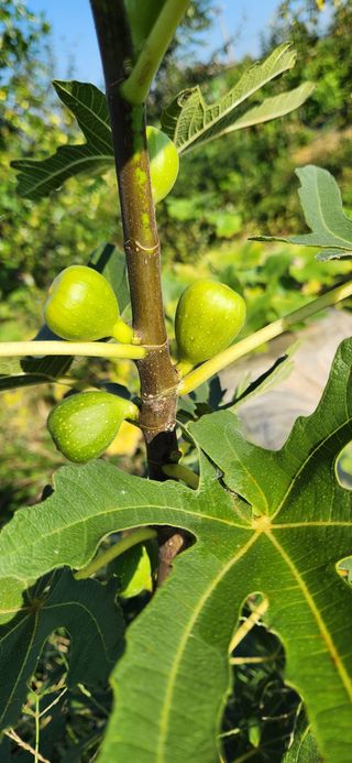 달빛님의 [팜춘문예] 짧은 시 쓰기| 2024 · 참여글 작성글 사진