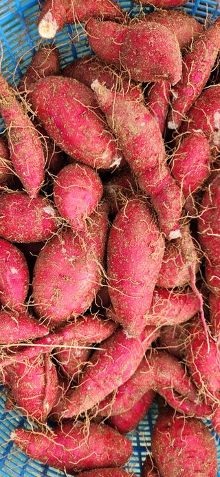 달빛님의 [팜춘문예] 짧은 시 쓰기| 2024 · 참여글 작성글 사진