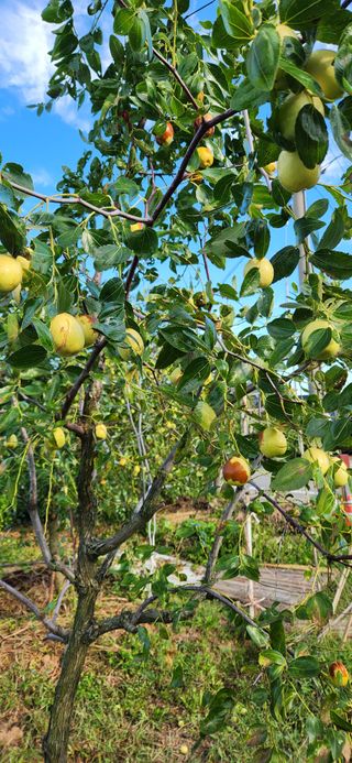 달빛님의 [팜춘문예] 짧은 시 쓰기| 2024 · 참여글 작성글 사진