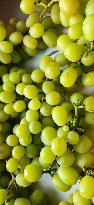 달빛님의 [팜춘문예] 짧은 시 쓰기| 2024 · 참여글 작성글 사진