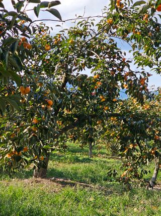 배성은365님의 감 · 영농일지 작성글 사진