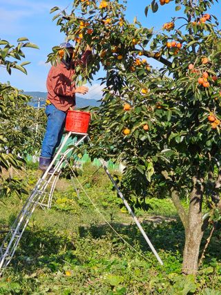 배성은365님의 감 · 영농일지 작성글 사진