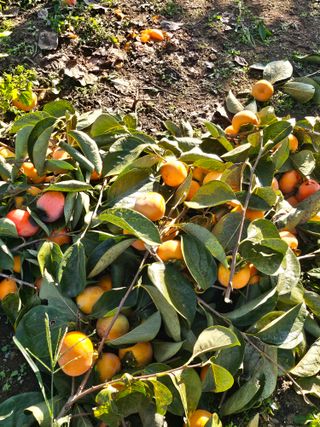 배성은365님의 감 · 영농일지 작성글 사진