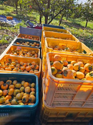 배성은365님의 감 · 영농일지 작성글 사진