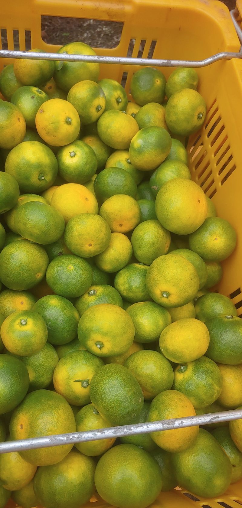 원경님의 장터 판매 상품 [그린향5키로] 첨부 사진