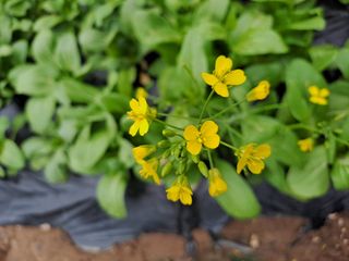 새벽q님의 [팜춘문예] 짧은 시 쓰기| 2024 · 참여글 작성글 사진