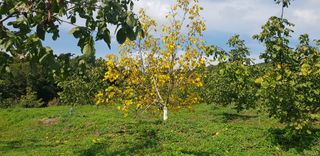 겨울님의 기타작물 · 병해충상담 작성글 사진