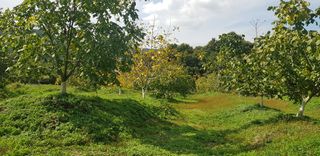 겨울님의 기타작물 · 병해충상담 작성글 사진