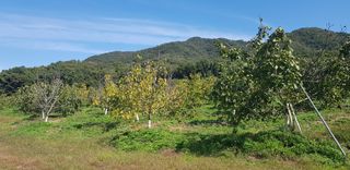 겨울님의 기타작물 · 병해충상담 작성글 사진