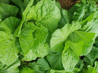 주옥님의 자유주제 · 자유게시판 작성글 사진