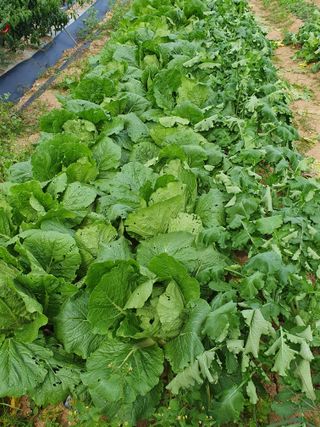 주옥님의 자유주제 · 자유게시판 작성글 사진