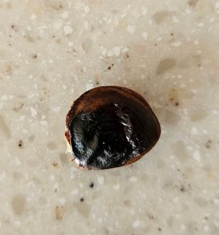 유인식감대추님의 감 · 병해충상담 작성글 사진