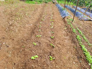 연모 자연의행복님의 자유주제 · 자유게시판 작성글 사진