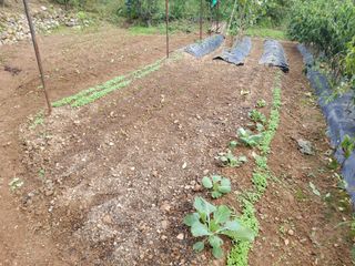 연모 자연의행복님의 자유주제 · 자유게시판 작성글 사진