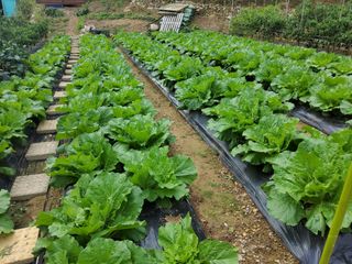 연모 자연의행복님의 자유주제 · 자유게시판 작성글 사진