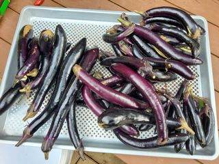 연모 자연의행복님의 자유주제 · 자유게시판 작성글 사진