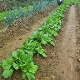 팜모닝 배추·영농일지 게시글 이미지