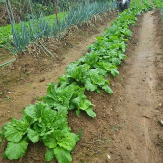 농부(양수)님의 배추 · 영농일지 작성글 사진