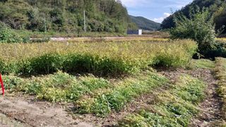 알 수 없음님의 들깨 · 영농일지 작성글 사진