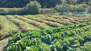 알 수 없음님의 들깨 · 영농일지 작성글 사진
