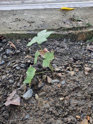 김용대님의 자유주제 · 자유게시판 작성글 사진