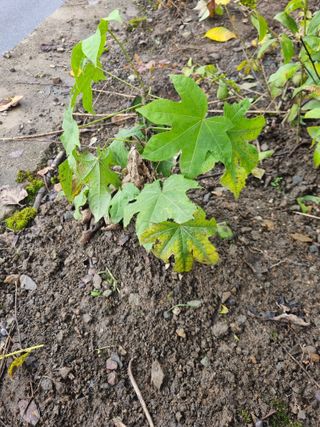 김용대님의 자유주제 · 자유게시판 작성글 사진