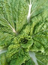 팜모닝 자유주제·자유게시판 게시글 이미지